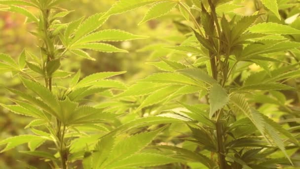 Cierre Planta Cannabis Las Hojas Cannabis Que Crecen Aire Libre — Vídeos de Stock