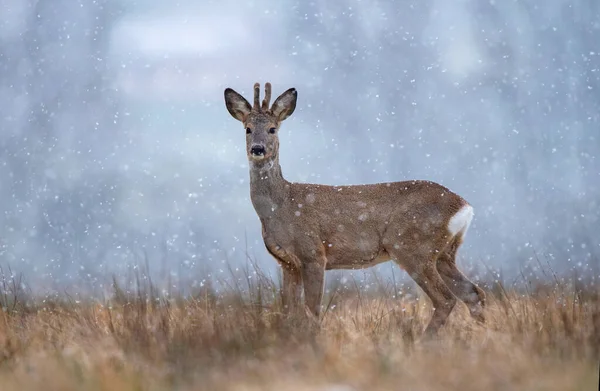 Divoký Jikry Buck Během Sněžení — Stock fotografie