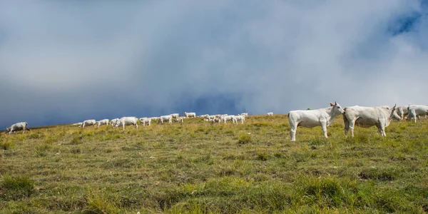 Kühe Weiden Auf Den Feldern Unter Dem Monte San Franco — Stockfoto