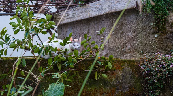Λευκή Γάτα Κρυμμένη Έναν Τοίχο — Φωτογραφία Αρχείου