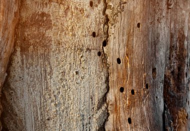 Parazitler yüzünden eski bir ağaçtaki delikler.