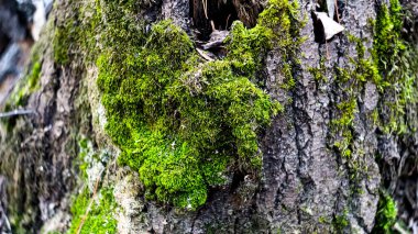 Eski bir kütüğün üzerinde parlak yeşil bir yosun. Ölü bir ağaç. .