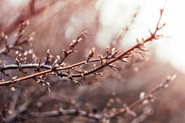 Tomurcuklar bahar için hazırlanıyor. yaz mevsiminin başlangıcı. Çiçek tomurcukları.