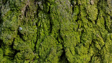 Yaşlı bir ağacın kabuğu yeşil yosunlarla kaplıdır..