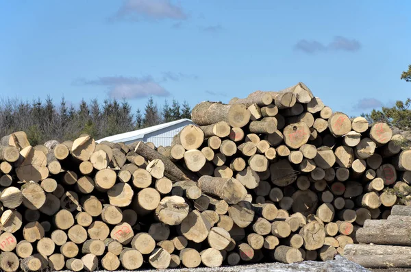 Stack av stockar av sågverk — Stockfoto