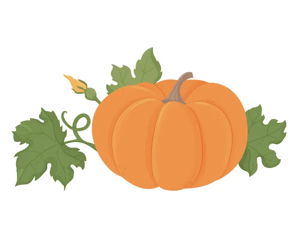 Citrouille orange aux feuilles vertes — Image vectorielle