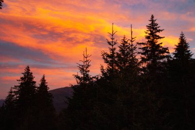 Gün batımında Alaska 'daki dağda çam ağaçları