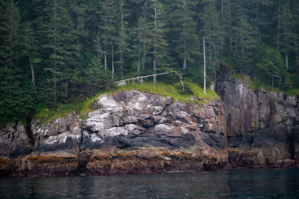 アラスカの海の海岸線の多色の岩の層の上に太い木の松の木 — ストック写真