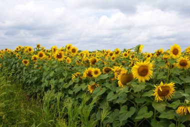 Bulutlarla dolu güneşli bir gökyüzünün altında açan sarı ayçiçeği tarlası.