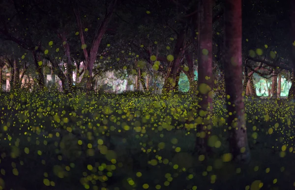 Kunang-kunang di musim panas di hutan dekat kota Bangkok, Thailand — Stok Foto