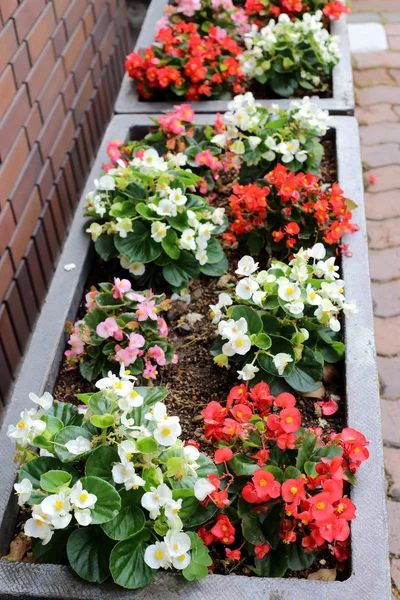 Adorável jardim vaso de flores no pavimento . — Fotografia de Stock