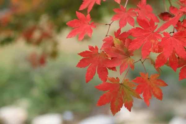 Maples vermelho no ramo, Outono folhas fundo . — Fotografia de Stock