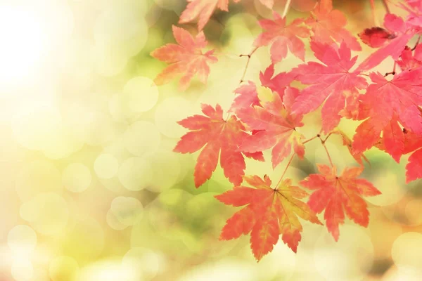Sahne, kırmızı maples dalı ışık ve bokeh f ile sonbahar yaprakları