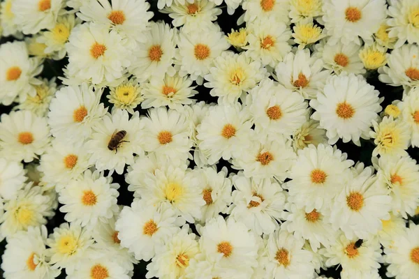 Beyaz kasımpatı çiçekleri buketi arka planı için. — Stok fotoğraf