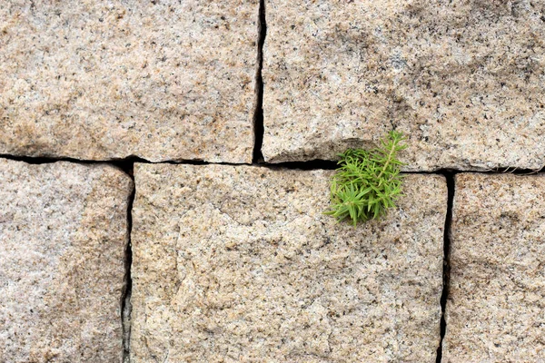 Plant grow up on rock brick wall.