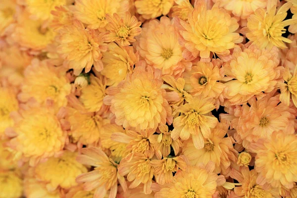 Yellow chrysanthemum flowers bouquet for background. — Stock Photo, Image