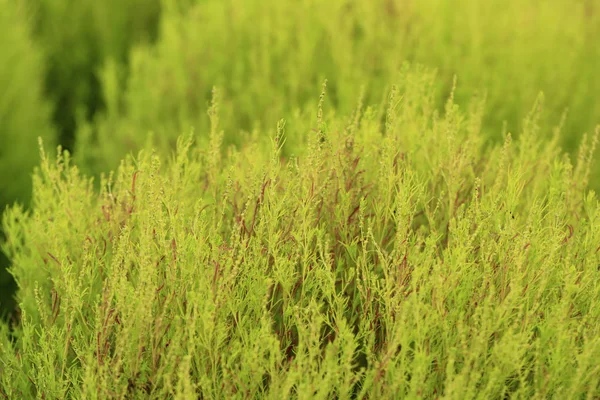 Κοντινό πλάνο του πράσινου Kochia ή Bassia scoparia επιλεκτική εστίαση από φακό macro για φόντο — Φωτογραφία Αρχείου