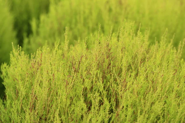 Primo piano di Kochia verde o Bassia scoparia messa a fuoco selettiva da macro obiettivo per sfondo — Foto Stock