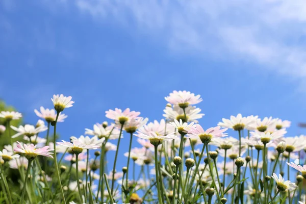 Witte margriet bloemen in zon licht met een blauwe hemelachtergrond. — Stockfoto
