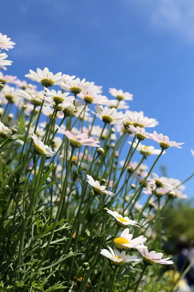 Witte margriet bloemen in zon licht met een blauwe hemelachtergrond. — Stockfoto