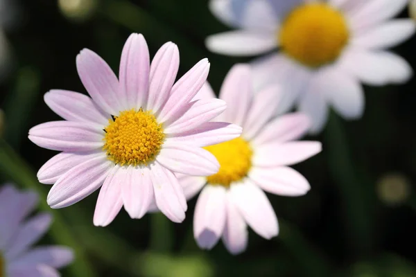 Close up van roze madeliefjebloemen in zon licht. — Stockfoto