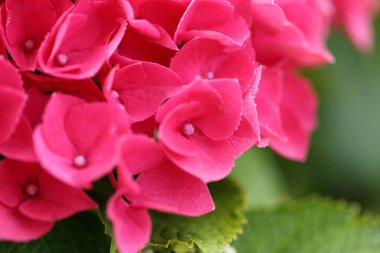 Pembe ortanca taçyapraklarını bulanık soyut