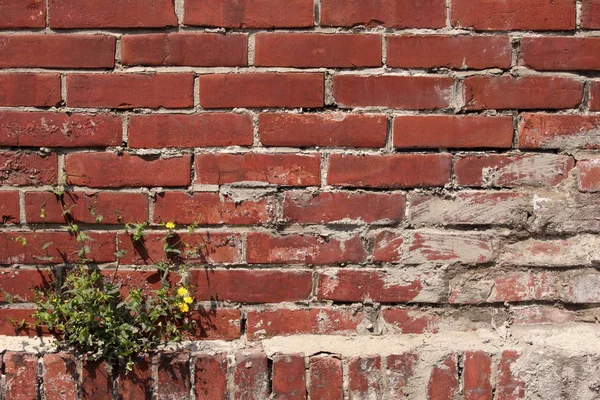 Red brown brick wall with dandelion plant grow up on a corner. — Stock Photo, Image