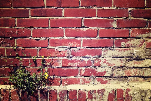 Red brown brick wall with dandelion plant grow up on a corner, vintage toned image background. — Stock Photo, Image