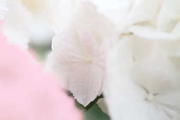 Fondo de pétalo blanco abstracto, primer plano de flor de hortensia —  Fotos de Stock