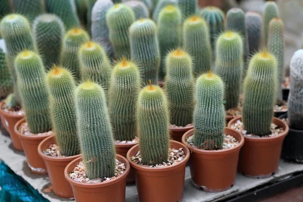Grupo de Cactus com espinhos em um pote, foco seletivo . — Fotografia de Stock