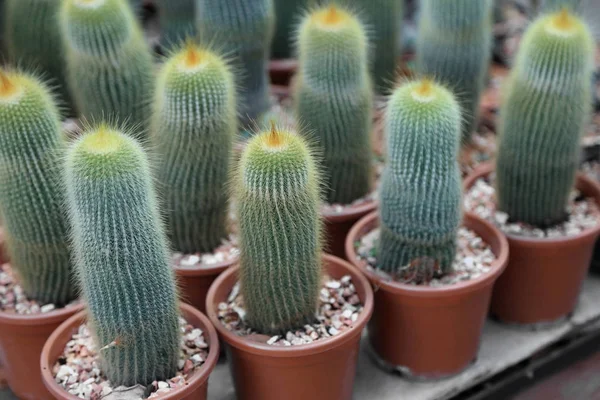 Grupo de Cactus com espinhos em um pote, foco seletivo . — Fotografia de Stock