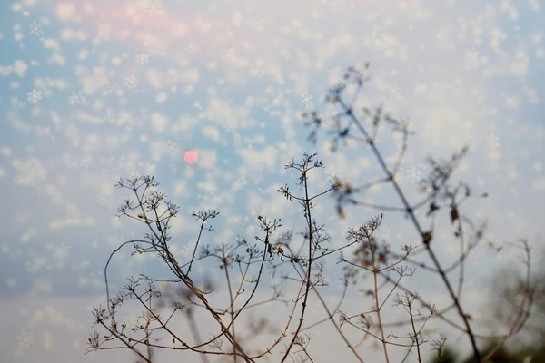 Silhouette de branches d'arbres avec effet coucher de soleil et flocons de neige, image abstraite pour l'arrière-plan . — Photo