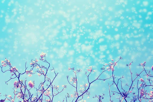 Ramo d'albero senza foglie con fiori rosa contro il cielo blu e fiocchi di neve che cadono per lo sfondo, immagine tonica . — Foto Stock