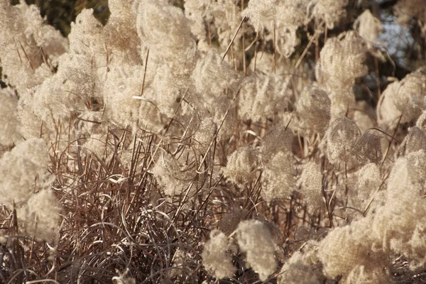 Trockenes Gras Blumen pflanzen, Wiese Winter Hintergrund. — Stockfoto