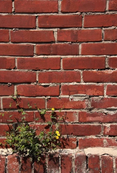 Red brown brick wall with dandelion plant grow up on a corner. — Stock Photo, Image