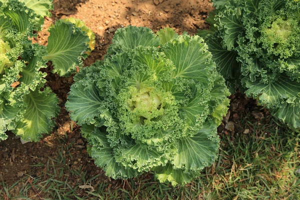 Kukinta Kaali tai koriste Leaved Kale vihannes puutarhassa . — kuvapankkivalokuva