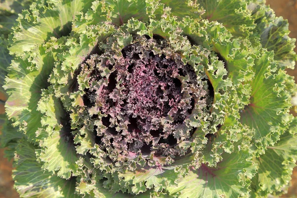 Lähikuva Kukinnan kaali tai koriste Leaved Kale vihannes vesipisara auringonvalossa . — kuvapankkivalokuva