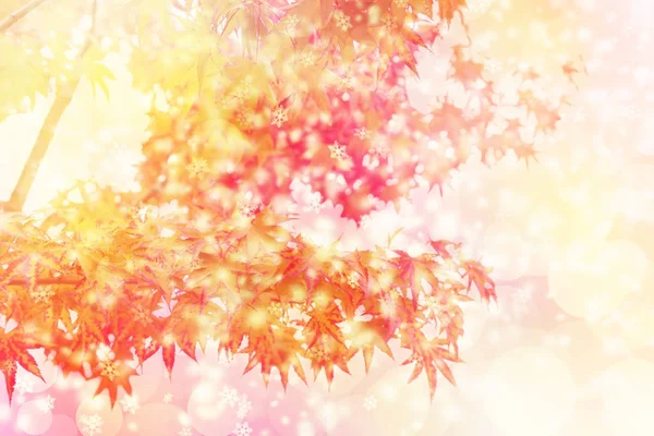 11月雪概念。秋叶和雪花效果背景。红色枫树在分支与轻和 bokeh. — 图库照片
