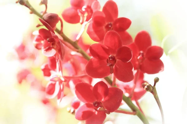 Massa röda vanda orkidé blomma, mjukt fokus blommor bild. — Stockfoto