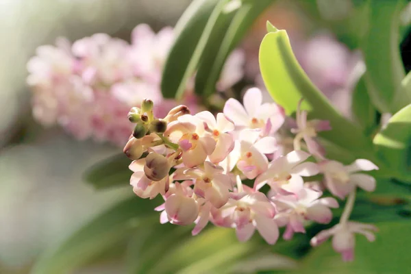 一捆粉红的阿斯科内兰花, 甜美柔和的焦点花卉形象. — 图库照片