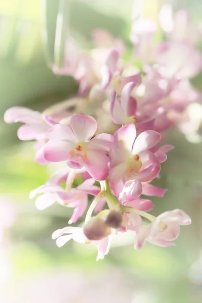 Immagine di sogno offuscata di rosa pastello Ascocentrum orchidea fiore, dolce soft focus immagine floreale . — Foto Stock