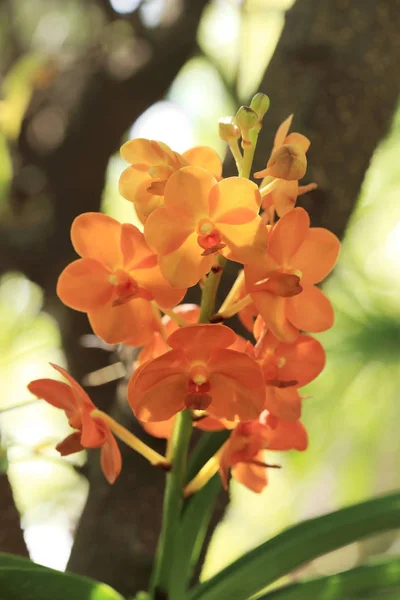 Ramo de color coral naranja flor de orquídea Ascocentrum en jardín natural . —  Fotos de Stock