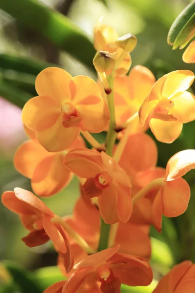 Ramo de flor de orquídea naranja Ascocentrum vanda en jardín natural . —  Fotos de Stock