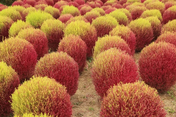 Planta de Kochia o Bassia scoparia roja y verde en campo . Imagen de archivo