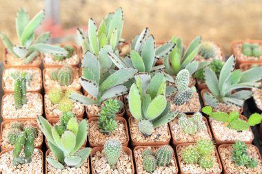 Minyatür etli bitki ve kaktüs tencerede.