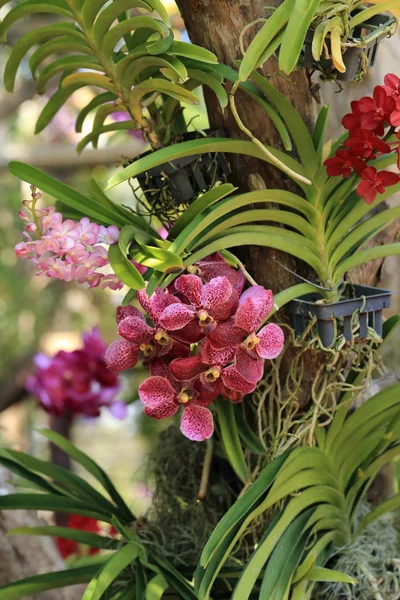 Bunch of purple red vanda orchid flower in decorative orchid garden.