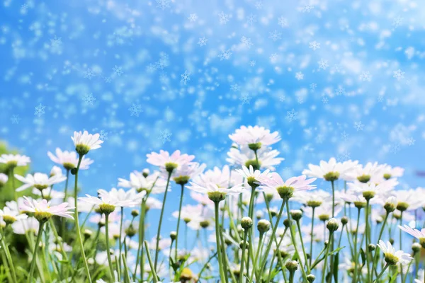 White daisy flowers in sunshine light with blue sky and snow flakes effect for background. — Stock Photo, Image