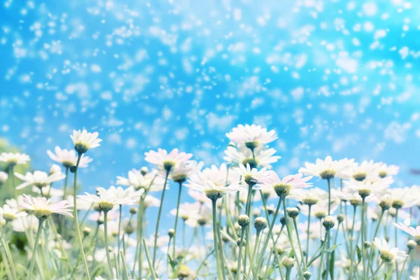Witte margriet bloemen in zon licht met een blauwe hemel en sneeuw effect voor achtergrond. — Stockfoto