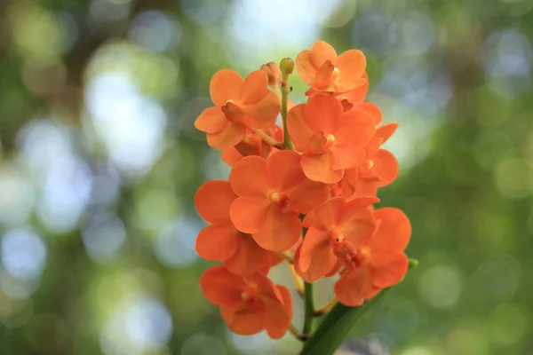 Букет помаранчевої коралової квітки орхідей з зеленим садом фону боке . — стокове фото