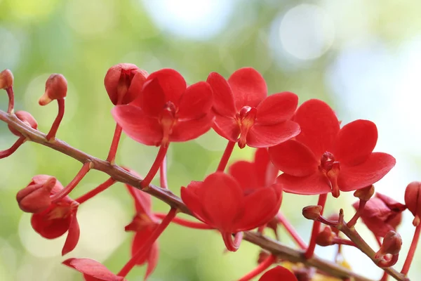 一束红色的万达兰花与绿色的花园 bokeh 背景. — 图库照片